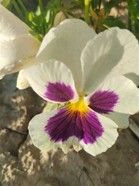 Macro View Of White Purple Pansy Flower Stock Photo Image Of Tulip