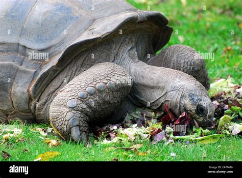 Tortue géante des Seychelles Aldabra Riesenschildkröte Tortue géante