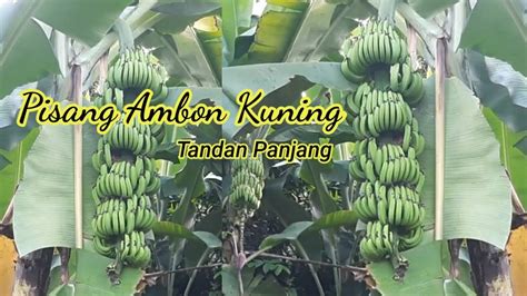 Pisang Ambon Kuning Tandan Panjang Youtube