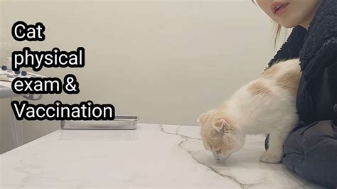 Cat Physical Exam And Vaccine 고양이 예방접종 Youtube