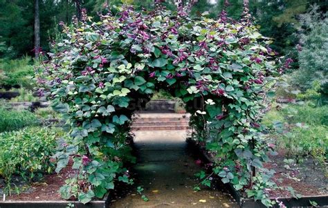 Декоративная вьющаяся фасоль Hyacinth bean vine Garden vines