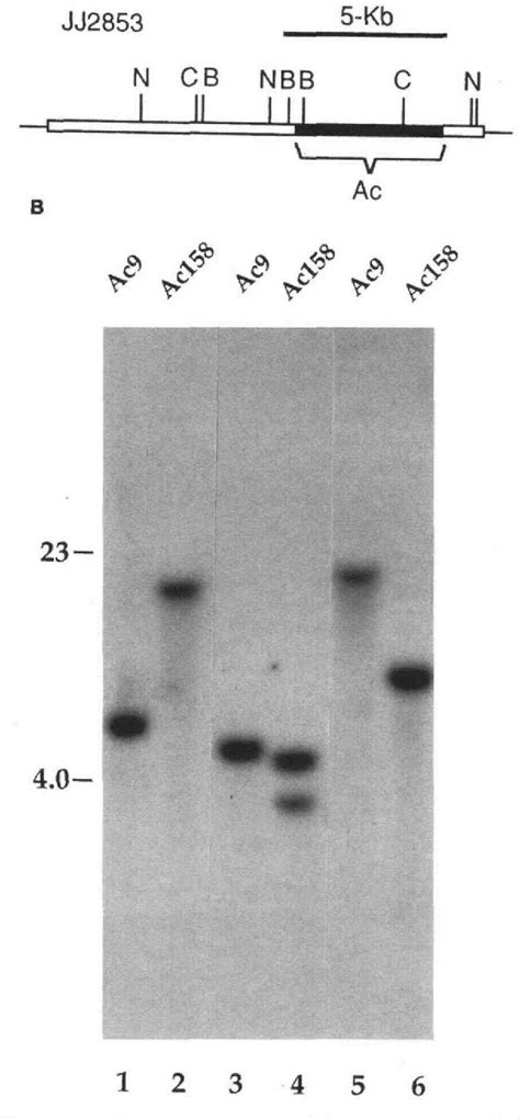 Figure From Localization Of T Dna Insertions In Petunia By