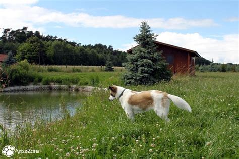 Jakie Noclegi Z Psem Polecacie Nad Morzem Mazury Agrosturystyka