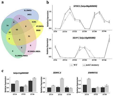 Testing Altered Methylation Pattern Circadian Rhythm Core Genes And