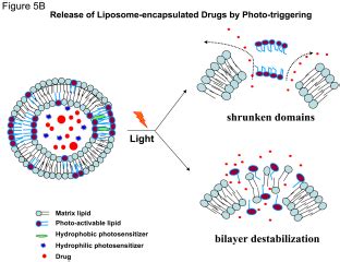 A Release Of Liposome Encapsulated Drugs By Photo Triggering The