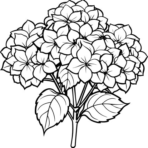 Hydrangea Flower Bouquet Outline Illustration Coloring Book Page Design