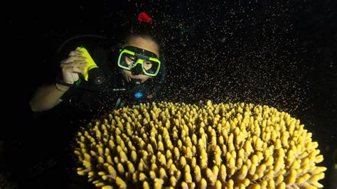 Great Barrier Reef’s Underwater Sex Show Of Coral Spawning Expected This Weekend The Courier Mail