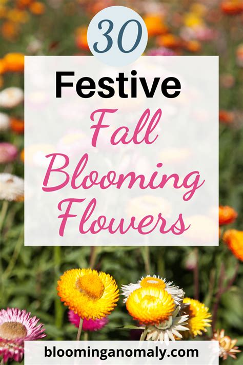 festive fall blooming flowers blooming anomaly