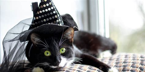 9 Halloween Costume Ideas for Cats - Our Cat Litter Blog | Skoon Cat Litter