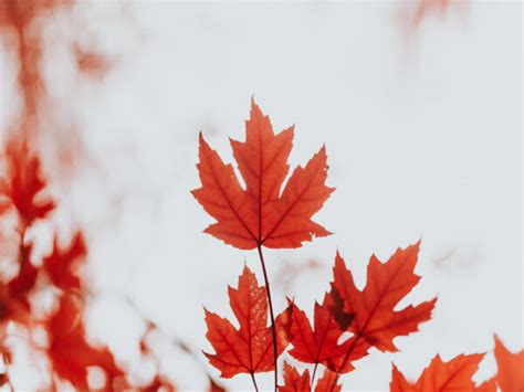 What Does A Maple Tree Look Like Types Leaves Bark Your Ultimate Guide