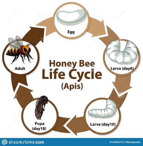 Diagram Showing Life Cycle Of Honey Bee Apis Stock Vector