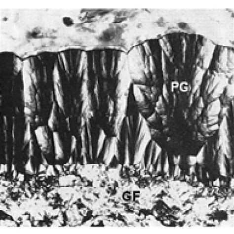 Typical Microstructure Of A Tetragonal Zirconia Containing 3 Mol Of