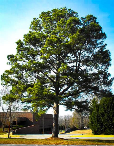 Loblolly Pine Trees For Sale Online The Tree Center™