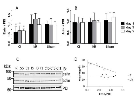 Ezrin And Actin Expression Determined By Western Blotting Western Blot Download Scientific