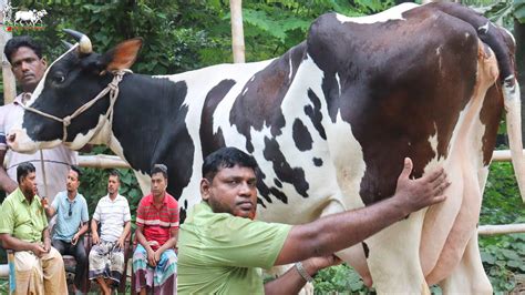 ম্যানেজার ভাই বড় গাভীর চমক দেখালেন।১৫ ৩০লিটার দুধের গভী।ক্রেতা মুখে