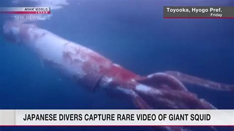 Japanese Divers Shoot Rare Video Of A Giant Squid Swimming Along Coast