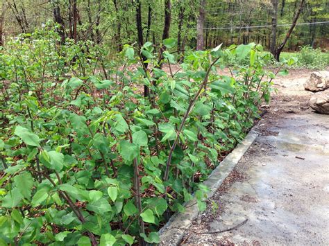 Aaaaaahhhhhh Japanese Knotweed Will Soon Take Over The World