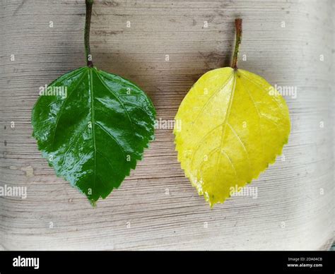 Yellow And Green Hibiscus Leaves In A Wooden Background Scientific