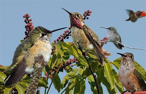 Calliope Hummingbird Guide Selasphorus Calliope Birding Insider