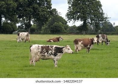 324 Normande cattle breed Images, Stock Photos & Vectors | Shutterstock