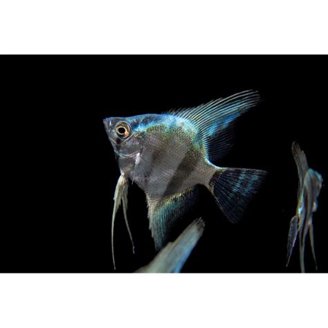 Angelfish Blue Diamond Hollywood Fish Farm Online