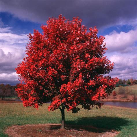 October Glory Maple Tree On The Tree Guide At Arborday Org Red Maple