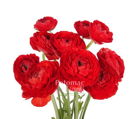 Ranunculus Red Potomac Floral Wholesale