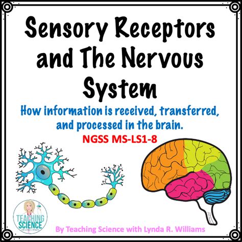 Sensory Receptors and The Nervous System - Teaching Science with Lynda ...