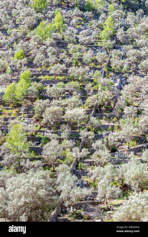 Un Olivar En Terrazas Con Las Paredes De Piedra Seca T Picas De