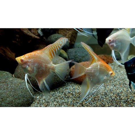 Angelfish Albino Gold Marble Geno Hollywood Fish Farm Online