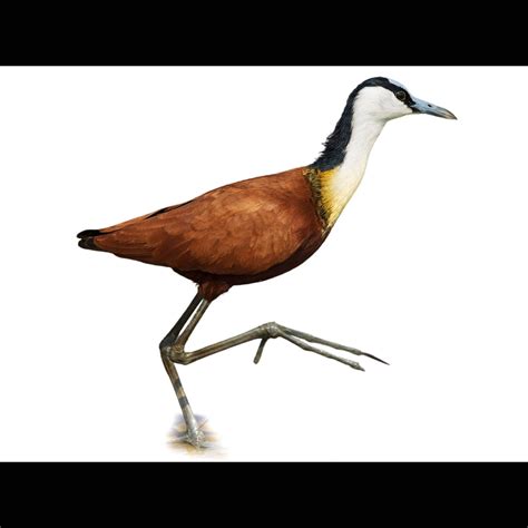 African Jacana Actophilornis Africanus Species Guide Birda