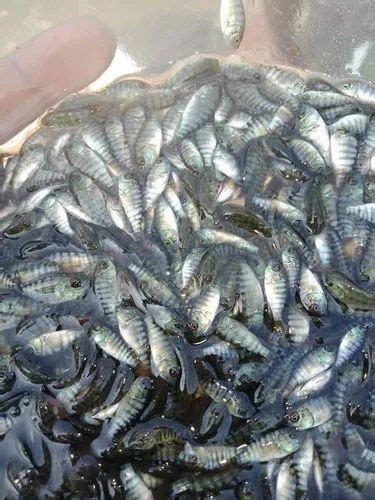 Monosex Tilapia Seed For Fish Farming Packaging Size Piece At