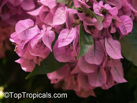 Bougainvillea Arborea Bougainvillea