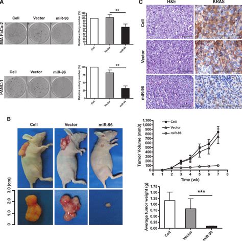 MiR 96 Inhibits Tumor Cell Growth In Vitro And In Vivo A Colony