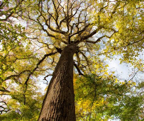 Tulip Poplar Joyce Kilmer Memorial Forest Cheryl Slechta Flickr