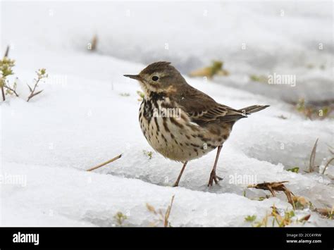 Asian Buff Bellied Pipit Siberian Buff Bellied Pipit Anthus Rubescens