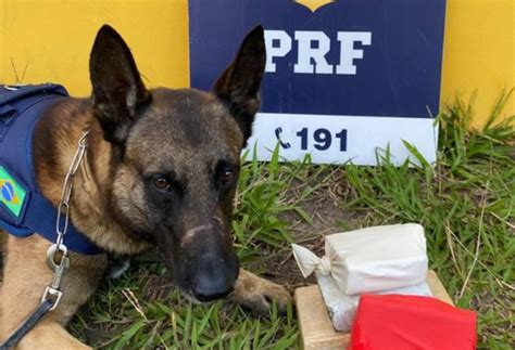 Prf Realizou Apreensão De Drogas Com Ajuda De Cães Farejadores Em