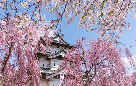 Cerezos en flor del parque de Hirosaki Travel Japan Organización