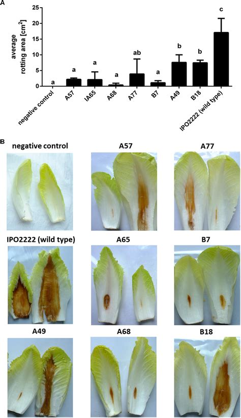 Frontiers Oxygen Availability Influences Expression Of Dickeya Solani Genes Associated With