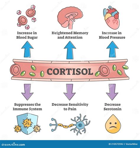 Cortisol Effects