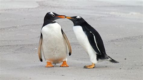 Are penguins really monogamous? | Live Science