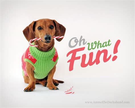 🔥 [40+] Funny Dachshund Wallpapers | WallpaperSafari