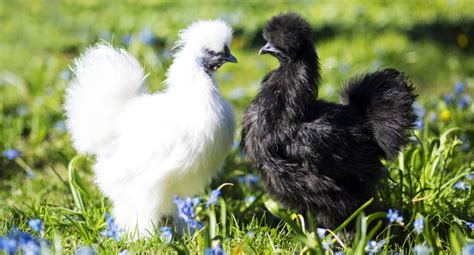 Sexing Silkie Chickens Cluckin