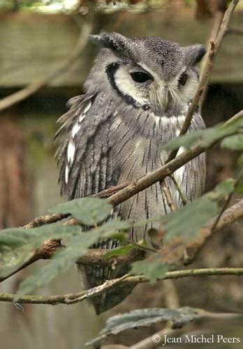 Northern White Faced Owl