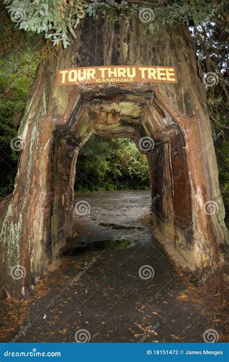 Drive Thru Redwood Tree