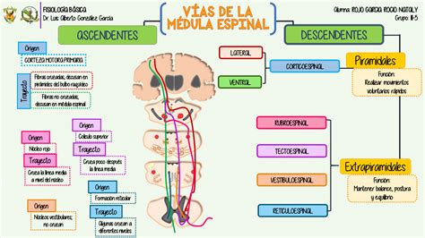 Vias Ascendentes E Descendentes BRAINCP