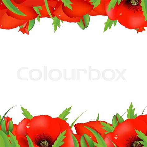 Red Poppy Border, Vector Illustration | Stock Vector | Colourbox