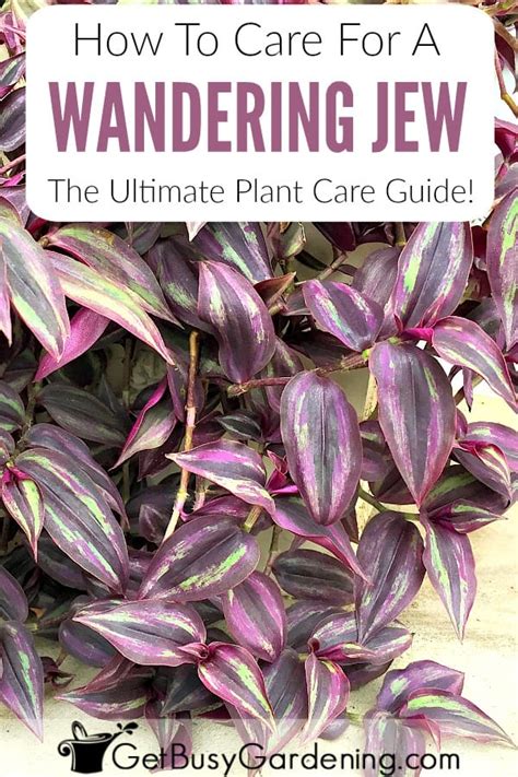 Wandering Jew Plant Care & Complete Growing Guide - Get Busy Gardening