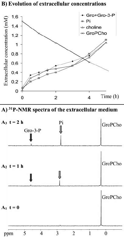 Representative 31 P Nmr Spectra Expanded Scale From Ϫ 2 Download Scientific Diagram