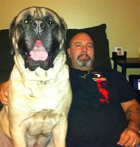 Our English Mastiff Enzo English Mastiff Mastiffs Big Love